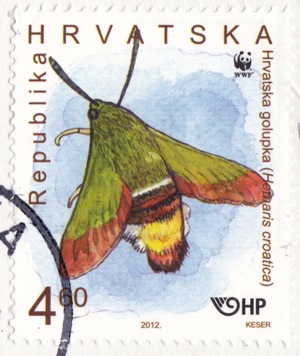 CROATIA moth